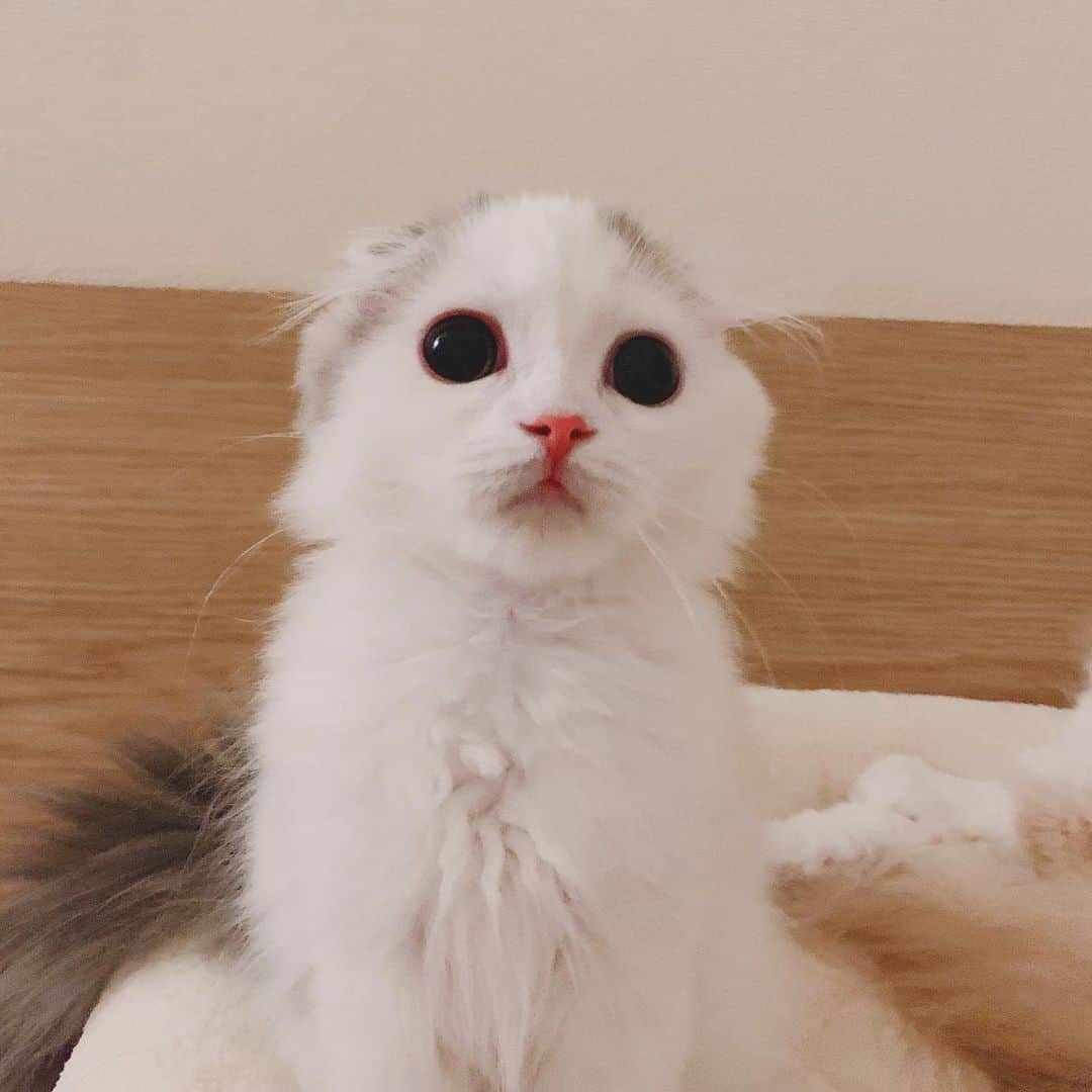 のインスタグラム：「ぱんちゃんが我が家に来てちょうど1ヶ月です♡ ・ #scottishfold #catstagram_japan #catsofinstagram #cats_of_instagram #catoftheday #purr #ilovemycat #bestmeow #catlover #cutecat #kittensofinstagram #cute #スコティッシュフォールド#スコティッシュフォールドロングヘア #3monthsold」