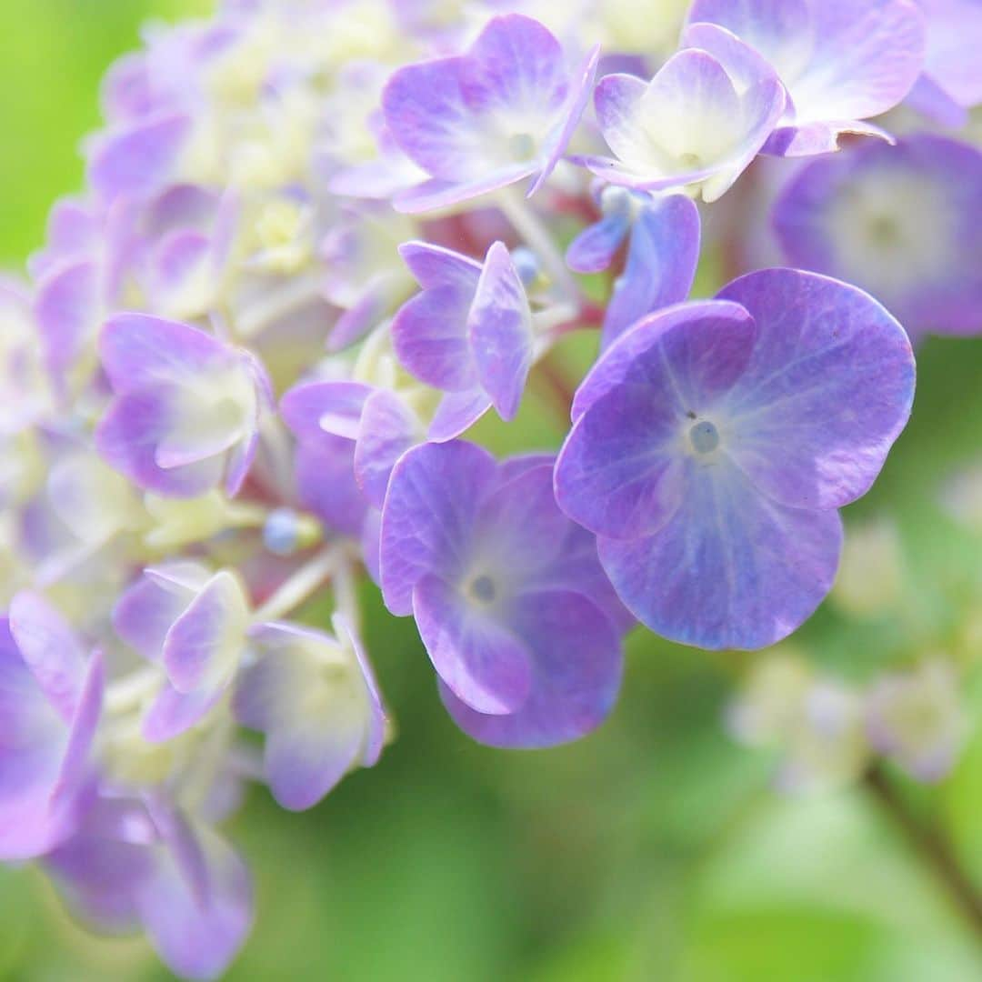 meekooさんのインスタグラム写真 - (meekooInstagram)「今夜はいよいよ雨みたい。紫陽花ちゃんたちよかったね☂️ #紫陽花さんぽ」6月7日 9時13分 - meekoo