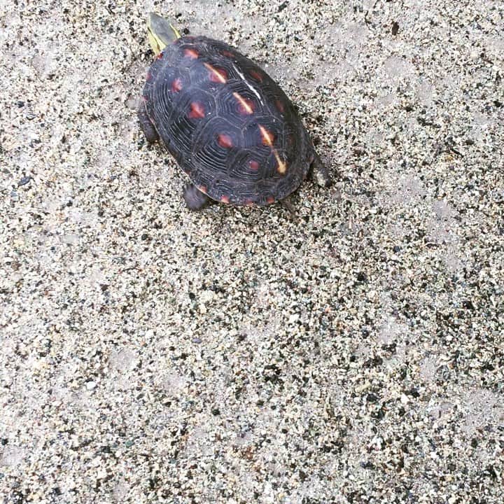 ほんこんのインスタグラム