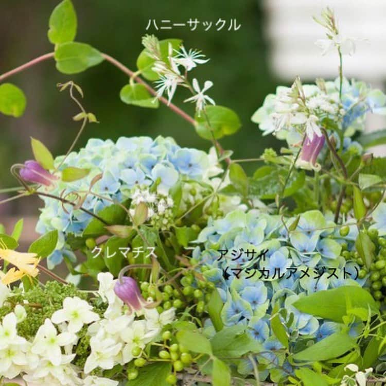 雑誌『花時間』さんのインスタグラム写真 - (雑誌『花時間』Instagram)「おはようございます。関東では、今日にも梅雨入りとか。沿道のアジサイが美しく色づき、これから、花屋さんにも切り花のアジサイが種類豊富に出回ります。わくわくですね！  例えば、このアジサイは「マジカルアメジスト」。水色と緑が交じり合い、とても涼やかな印象のアジサイです。いけるなら、軽やかなワイヤーバスケットに。緑の実や白い小花を合わせると…梅雨時のジメジメも一発で解消？  いや、エアコンはつけたほうがよいかな（笑）  では、本日金曜も元気smile😊😊😊で頑張りましょう！  by ピーターパン  花 @brindilleflowers  写真 @落合里美  #hana #flower #flowers #flowerslovers #flowerstagram #flowerarrangement #花時間 #花時間2019 #花好き #花藝 #花好きな人と繋がりたい #花が好きな人と繋がりたい #花のある生活 #花のある暮らし #アジサイ #hydrangea  #マジカルアメジスト #バスケットアレンジ #梅雨の花 #アジサイの季節 #botanicallife  #花屋さんへ行こう」6月7日 9時29分 - hanajikan_magazine