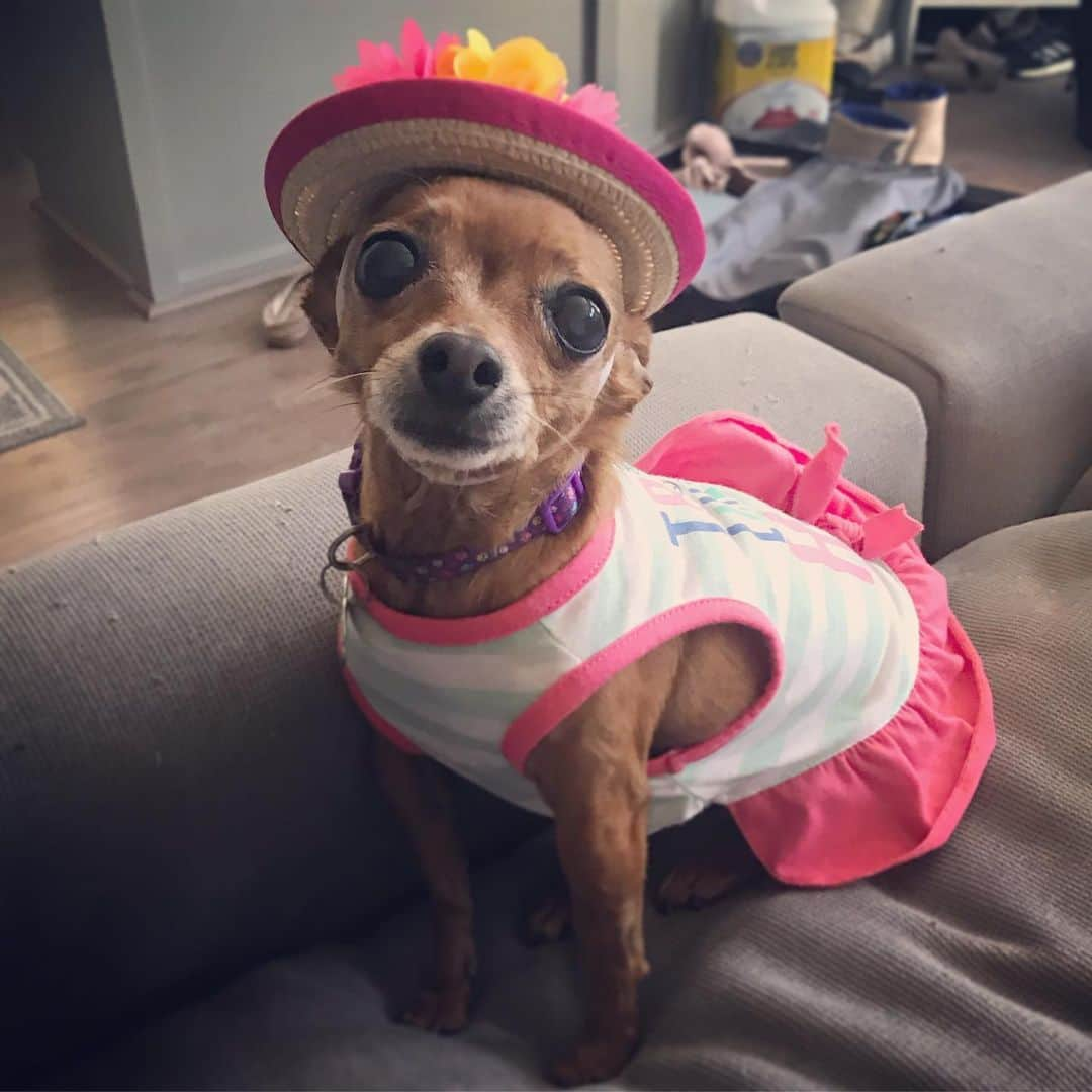 ローレン・アッシュさんのインスタグラム写真 - (ローレン・アッシュInstagram)「What a dignified LADY! #Peaches #dogsofinstagram #chihuahua #chihuahuasofinstagram #rescueisthebestbreed #adoptdontshop」6月7日 9時31分 - laurenelizabethash