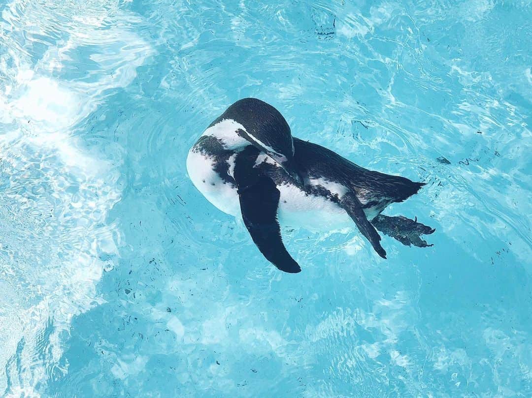 小俣里奈さんのインスタグラム写真 - (小俣里奈Instagram)「今日はあついのか涼しいのかよくわからない気候ですね🌦 ペンギンちゃんの写真見て爽やかな気持ちに切り替えてます！ このペンギンちゃん、ずーっと脇腹掻いてて一生かゆそうでした。 次会うときにはもう痒くないといいな✨  さて、今日もがんばろーー🥰🙌🏻 #ペンギン  #水族館  #動物園 #penguin  #aquarium  #zoo #cool  #cute  #animals #friday  #work  #actress #今日は午後から雨 ☂️ #暑い日が続いた ね #今日もがんばろ 🐾💓」6月7日 9時31分 - omatarina
