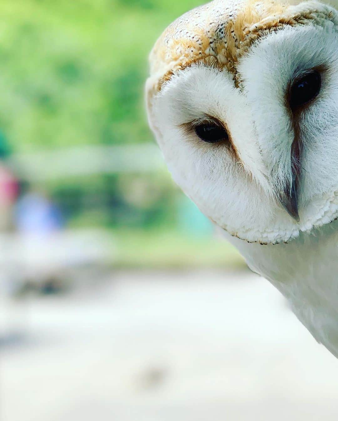 小林唯さんのインスタグラム写真 - (小林唯Instagram)「動物とのふれあいの日々、ある愛の形  #animals #animal」6月7日 9時42分 - yui3651