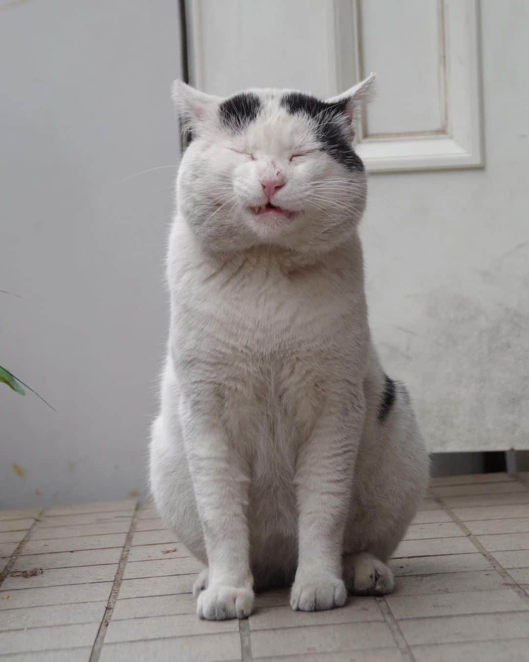 Kachimo Yoshimatsuさんのインスタグラム写真 - (Kachimo YoshimatsuInstagram)「おはようナナクロ！ Good Morning Nanakuro (Seven Blacks)! #uchinonekora #nanakuro #sotononekora #neko #cat #catstagram #kachimo #猫 #ねこ #うちの猫ら http://kachimo.exblog.jp」6月7日 9時49分 - kachimo
