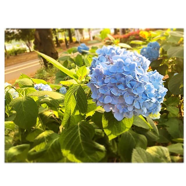 七瀬遥さんのインスタグラム写真 - (七瀬遥Instagram)「紫陽花が綺麗に咲き始めてるね😀💕🐌 #紫陽花#綺麗#flower#beautiful#love#happy#smile#tokyo#japan」6月7日 10時06分 - haruka_mh