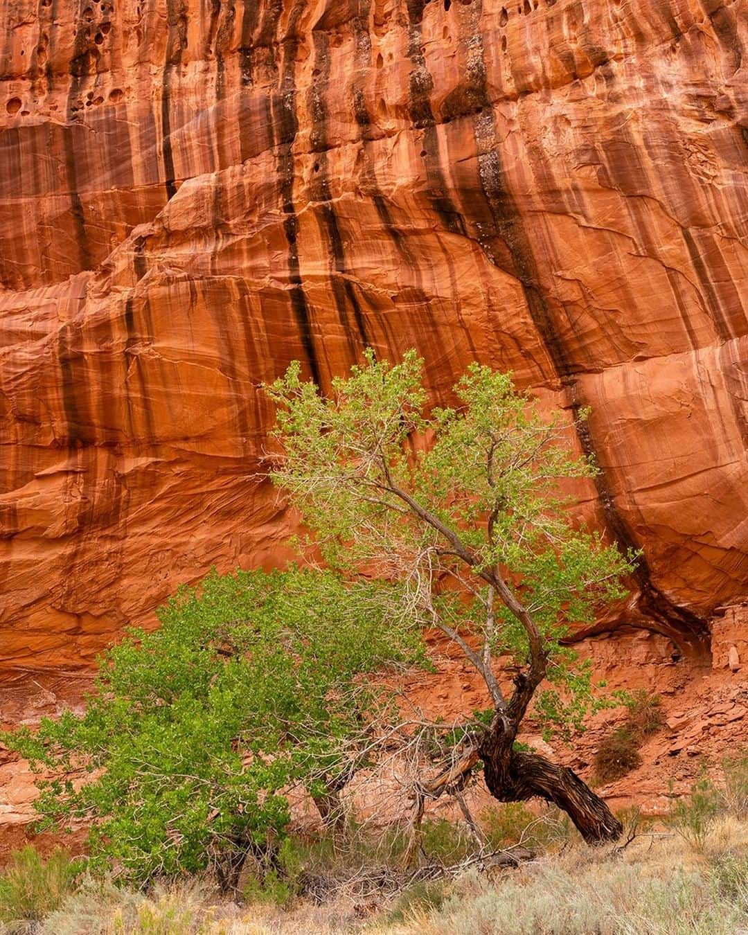 National Geographic Travelさんのインスタグラム写真 - (National Geographic TravelInstagram)「Photo @stephen_matera | A twisted cottonwood tree below a water stained sandstone wall along Utah State route 95 south of Hanksville. The Fremont cottonwood is a common, but beautiful sight along riparian zones in the Southwest, and is striking when contrasted against a sandstone wall. The drive along Utah State Highway 95 from Hanksville to Hites Bridge over the Colorado River is full of such scenery as well as more expansive views of the arid desert landscape. Follow me @stephen_matera for more images like this from Utah and around the world. #desert #fremontcottonwood #sandstone」6月7日 10時07分 - natgeotravel