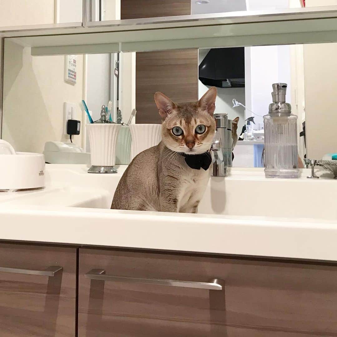 モルト♡Malt(Singapuracat)のインスタグラム：「お湯を溜めてて温まった洗面台の中に座ってる🛀 こんなに蒸し暑いのに物好きよねぇ🤷🏼‍♀️☀️ * * * #catsofinstagram #cats_of_world #catstocker #cat_features #catloversclub #cutepetclub #bestmeow #bestcats_oftheworld #themeowlife #Excellent_Cats #picneko #シンガプーラ #猫 #ねこ#ねこ部 #ふわもこ部 #ペコねこ部 #みんねこ #猫のいる暮らし #猫とインテリア #洗面台 #寒がり猫」