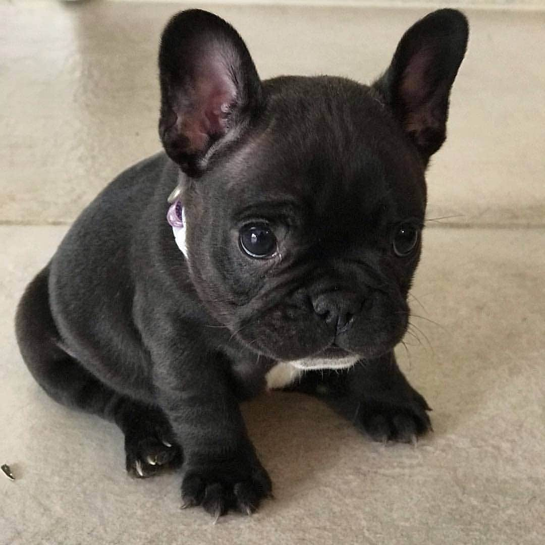 French Bulldogのインスタグラム