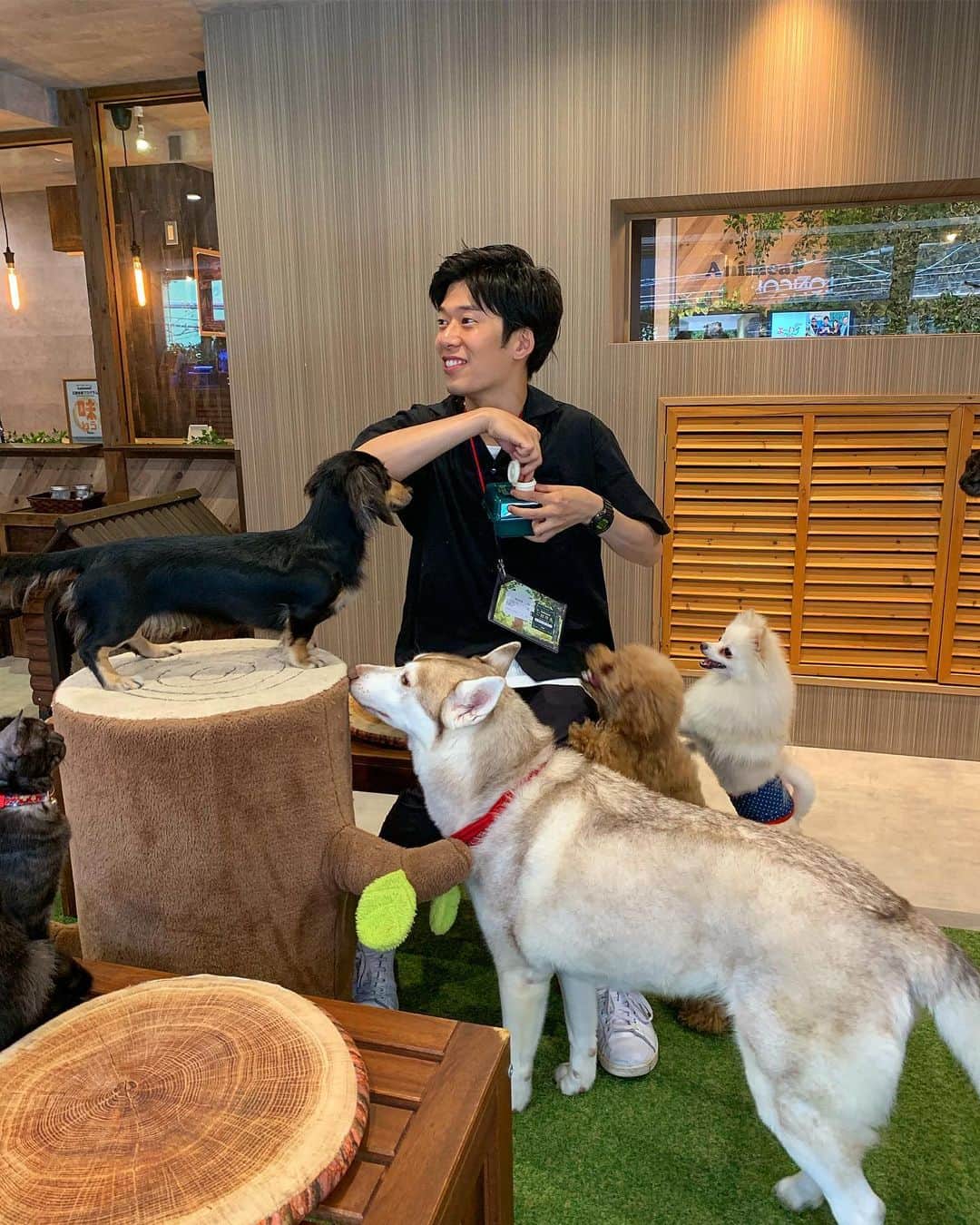 上田純樹さんのインスタグラム写真 - (上田純樹Instagram)「オアシスを見つけました。 MBS「ゴエでSHOW！」で行かせて頂いた 心斎橋にある「動物たちが暮らす森のカフェ アニミル」  犬あり猫ありヤギありカピバラあり数え切れない幸せ。。 #アニミル#animeal #見た目のパンチ強いフード #人参ホクホク #芽キャベツめちゃ美味 #動物達に餌やりも出来ます #僕は思いました #カピバラって立てるんや」6月7日 2時14分 - raionerutousan