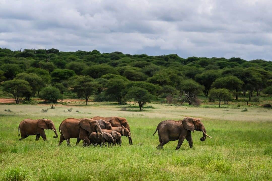 National Geographic Travelさんのインスタグラム写真 - (National Geographic TravelInstagram)「Photo by @taylorglenn | A herd of elephants crossing the open landscape of the Silale swamp in Tarangire National Park, Tanzania. The alpha female is in the lead while others surround the young to offer them protection. #tanzania #elephant #tarangirenationalpark」6月7日 4時03分 - natgeotravel