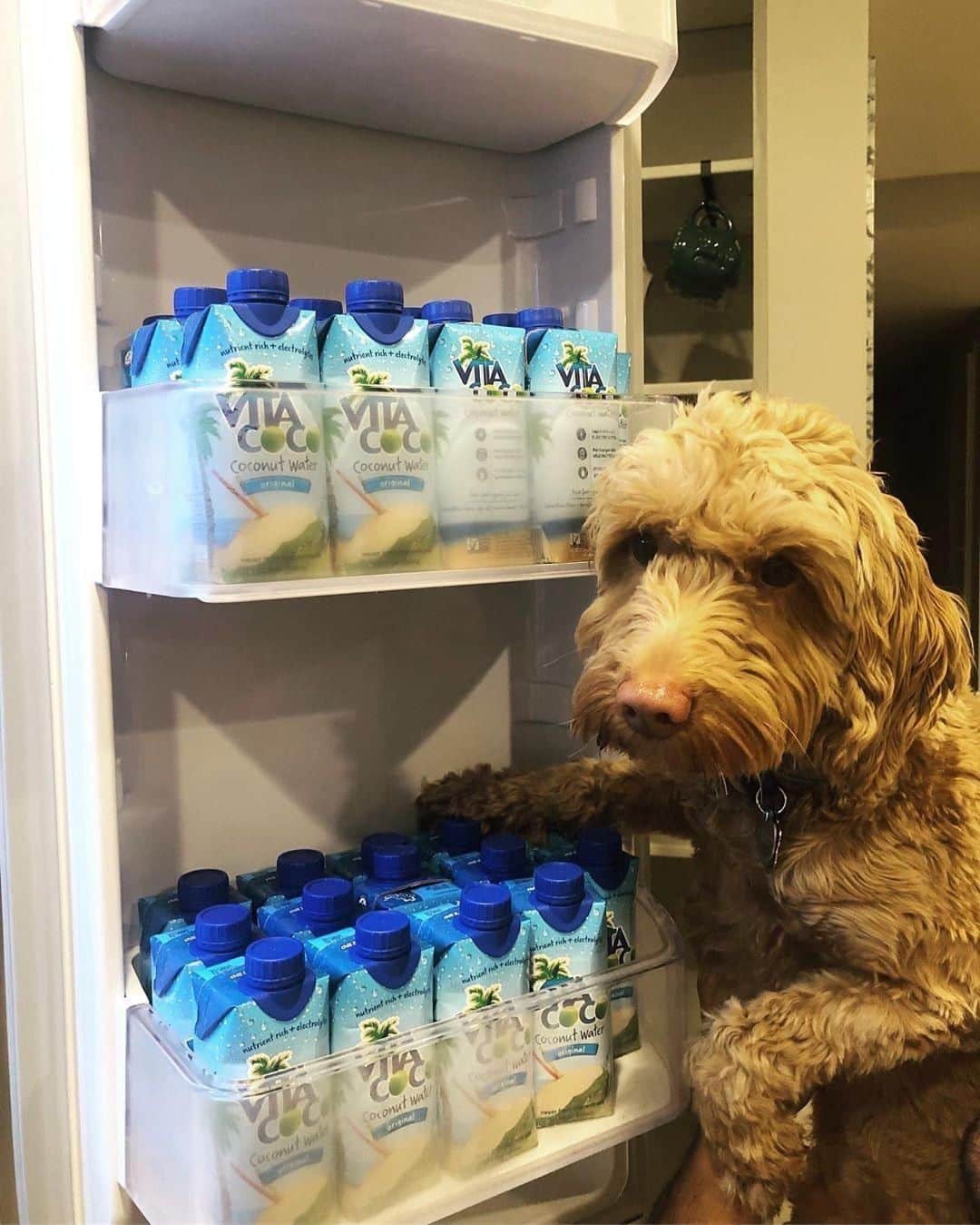 Vita Coco Coconut Waterのインスタグラム：「Don't even think about trying to take one of my coconut waters.」