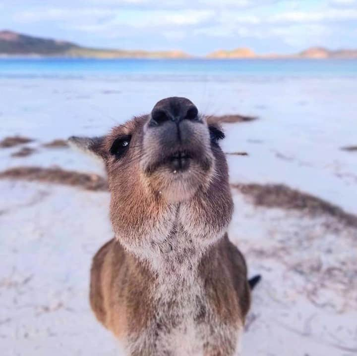 Australiaさんのインスタグラム写真 - (AustraliaInstagram)「“A kiss for good luck?” 😙  Well, @margaux_view was already at #LuckyBay which is a pretty good start, but we suppose a bit of extra luck never hurt anyone, right? This pristine #beach in @westernaustralia is a must-see on the coastline of @australiasgoldenoutback, the squeaky white sand alone is enough of an attraction, and then there are the friendly local #kangaroos that hang out by the water all day. TIP: Don’t actually try to kiss the roos though, or they might become a little bit TOO affectionate 🙊  #seeaustralia #justanotherdayinwa #goldenoutback #nature #wildlife」6月7日 4時00分 - australia