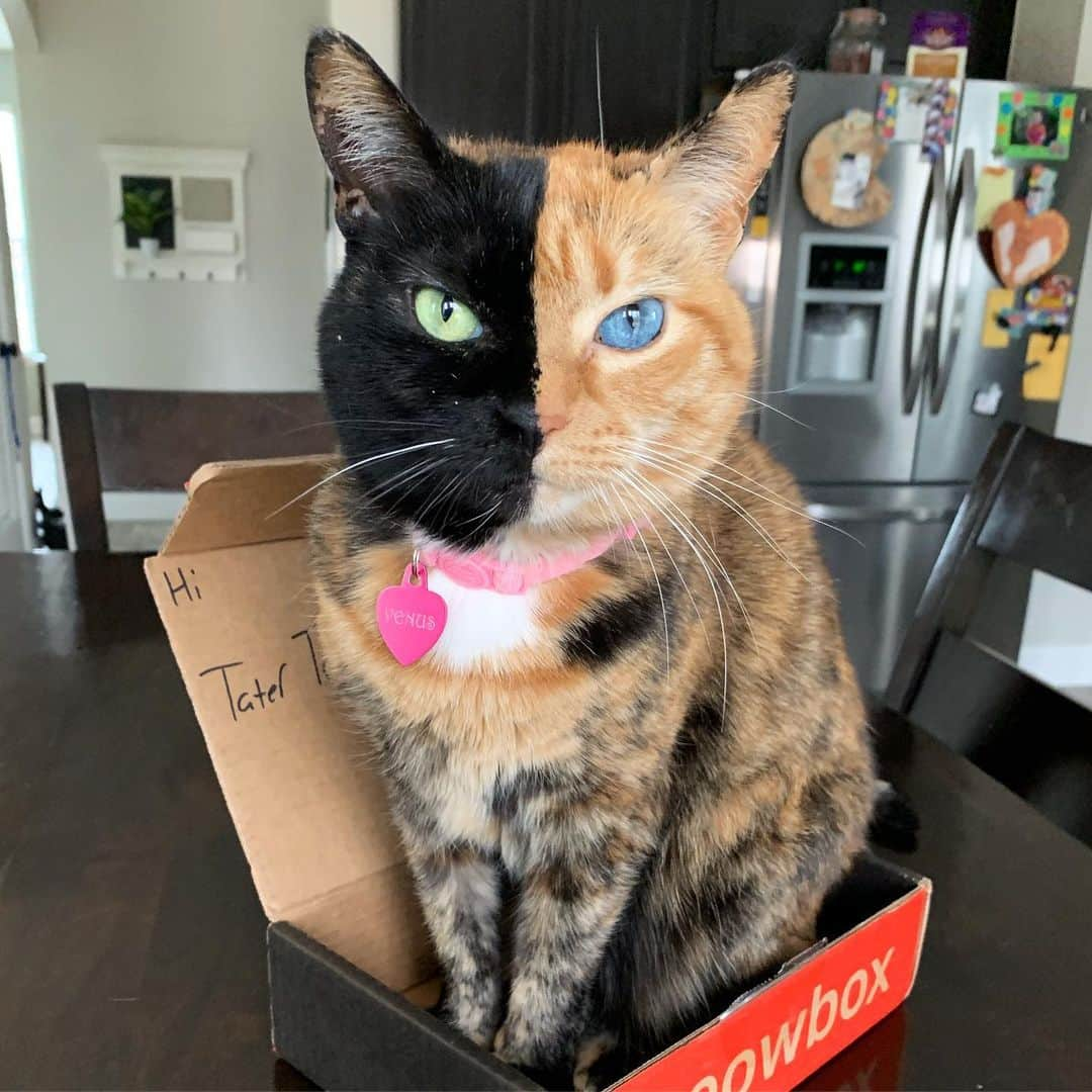 Venus Cat さんのインスタグラム写真 - (Venus Cat Instagram)「I am turning 10 in ONE month and celepurrating at @meowfestival 🥳! You can still get tickets to meet me in Toronto at www.meowfest.com/tickets (link in bio) All ticket proceeds benefit @torontocatrescu 🐾🐾」6月7日 4時12分 - venustwofacecat