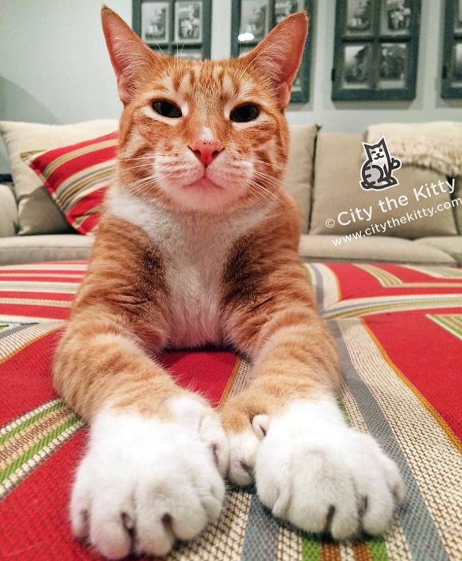 City the Kittyさんのインスタグラム写真 - (City the KittyInstagram)「This is where they belong. #claws and #toes on #paws ❤️🐾 #pawsneedclaws  Please sign our petitions that are on the link on my Instagram bio if you have a couple minutes. #voiceforthevoiceless」6月7日 4時07分 - citythekitty