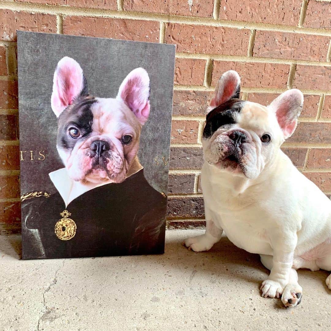 Manny The Frenchieのインスタグラム：「Sweeeetness! I always knew I was a piece of art 🖼 . Check out @crownandpaw and see all the amazing pets they have done. #crownandpaw #art #canvaspainting #artists #artistic #partner」