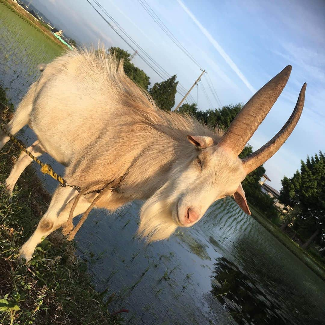 大湯みほさんのインスタグラム写真 - (大湯みほInstagram)「……… ばあちゃんの墓参り🌤岩手にやってきてま〜す🚗 ・ のどかな自然に囲まれて…ヤギが道端🐐に普通にいたり、おかしな看板があったり（スワイプ4枚目）、心が穏やかになるなぁ✨ ・ ぬか床🍆を教えてくれたばあちゃんが亡くなって、ちょうど8年✨、今年もちゃんと色々な報告をしに帰ってこれて🚗良かったです！ ・ ばあちゃんの味✨伝統の味✨引き継いで、もっとたくさんの人たちに広めるからね😊✌️ ・ #岩手 #お墓参り #ばあちゃん #あれから8年 #ばあちゃんのぬか漬け #ぬか床 #引き継ぐ #思い出の味 #歴史 #伝統 #ぬか漬け #発酵 #腸内環境 #植物性乳酸菌 #japan #traditional #food #organic #healthy #pickles」6月7日 10時38分 - nukazukemiho0320