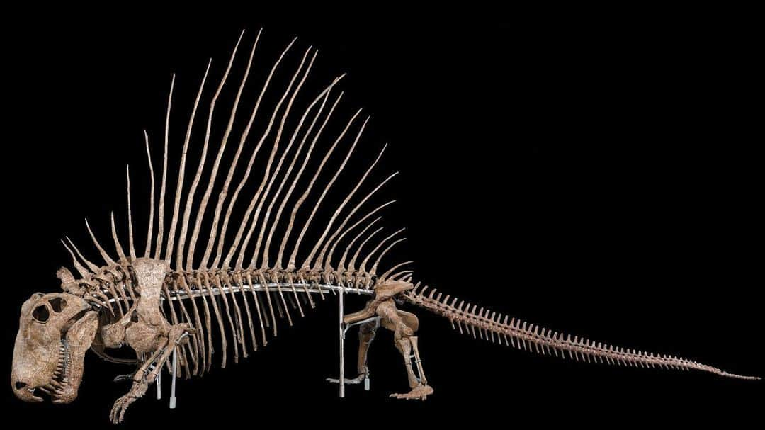 スミソニアン博物館さんのインスタグラム写真 - (スミソニアン博物館Instagram)「This is Dimetrodon grandis, which is NOT a dinosaur. It lived millions of years earlier and belongs to the synapsids, a group that also includes mammals.  The bony rods along its backbone probably supported a thin, fleshy sail. The sail’s function is still a mystery—perhaps it helped the animal control its body temperature, attract mates, or recognize others of its own kind. 🔎 Thanks for sharing your fossil guesses with us! We’ll share another mystery from our @smithsoniannmnh tomorrow. #DeepTime」6月7日 5時53分 - smithsonian