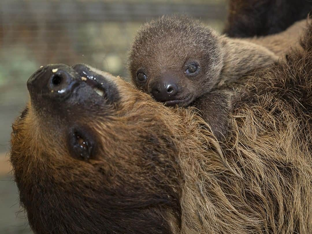 San Diego Zooさんのインスタグラム写真 - (San Diego ZooInstagram)「Anyone need a midday cup of sloffee? #sloffeeaddict #babysloth #letsgetslothed #sandiegozoo」6月7日 5時56分 - sandiegozoo