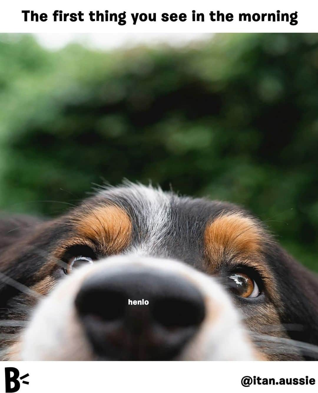 BarkBoxさんのインスタグラム写真 - (BarkBoxInstagram)「wouldn't want to wake up to anything else.⠀ ⠀ @itan.aussie」6月7日 6時00分 - barkbox