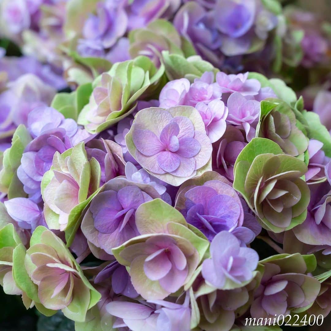 mani022400のグルメインスタ