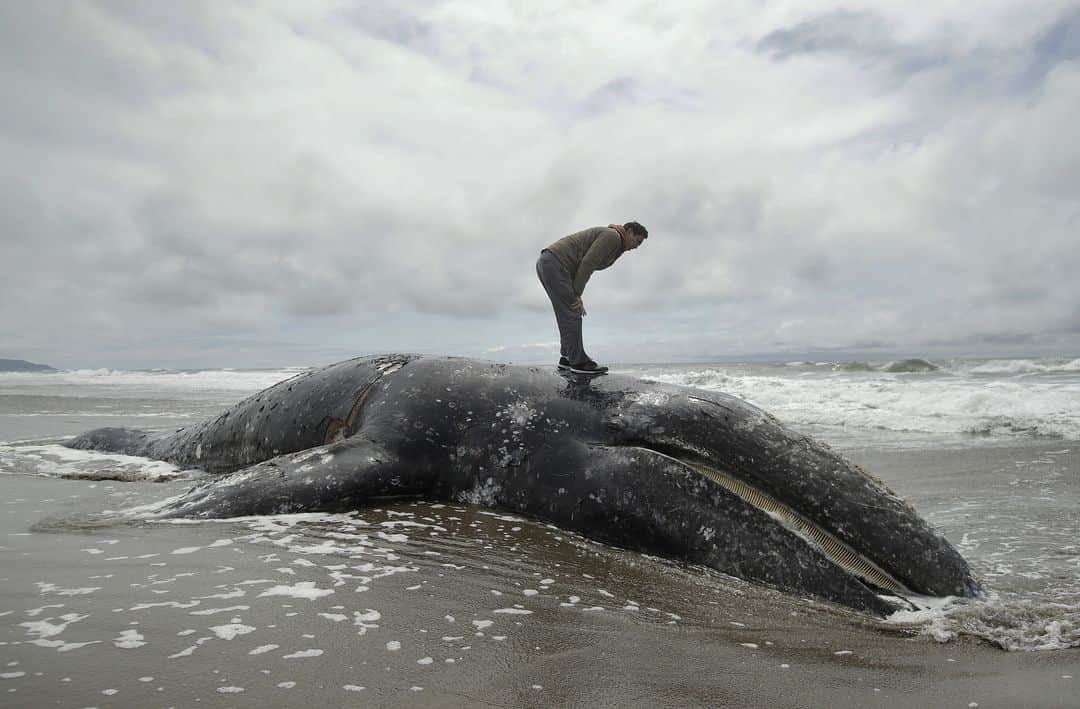 ルモンドさんのインスタグラム写真 - (ルモンドInstagram)「Depuis vingt ans, on n’avait jamais vu autant de baleines en péril dans la baie de San Francisco. Treize carcasses ont déjà été retrouvées sur les plages en cinq mois. Pour toute la côte Pacifique, de l’Alaska à la Californie, ce sont 70 spécimens qui se sont échoués depuis janvier, contre 35 en moyenne chaque année, et 45 en 2018. Il faut remonter à 2000 pour approcher une hécatombe pareille : 131 morts, dont 83 avaient été enregistrées avant le 1er juin, date à laquelle les cétacés ont généralement fini leur migration annuelle dans le Pacifique. - Une baleine échouée sur Ocean Beach, à San Francisco, le 6 mai. Photo : Jeff Chiu / AP (@apnews) - #Planete」6月7日 6時23分 - lemondefr