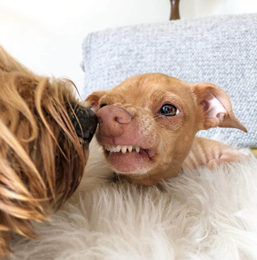 Tuna {breed:chiweenie} さんのインスタグラム写真 - (Tuna {breed:chiweenie} Instagram)「As you can see, Tuna does not like his personal space invaded. The second photo really makes that clear. Ps: No dogs were hurt in the making of this photo. Just intimidated. 😬 #tbt in London when he was visiting with his cousin, Willow.」6月7日 6時17分 - tunameltsmyheart