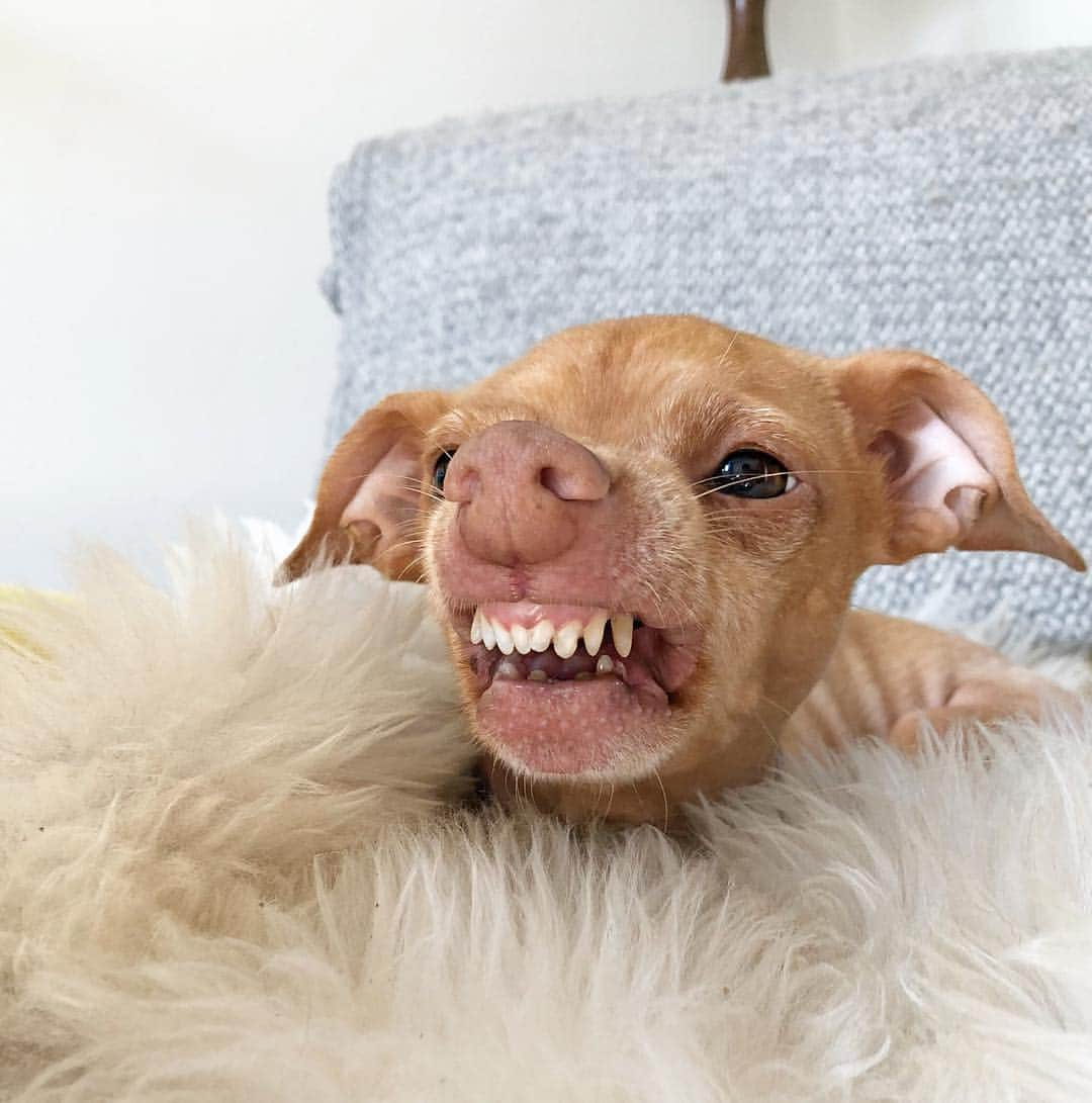 Tuna {breed:chiweenie} さんのインスタグラム写真 - (Tuna {breed:chiweenie} Instagram)「As you can see, Tuna does not like his personal space invaded. The second photo really makes that clear. Ps: No dogs were hurt in the making of this photo. Just intimidated. 😬 #tbt in London when he was visiting with his cousin, Willow.」6月7日 6時17分 - tunameltsmyheart