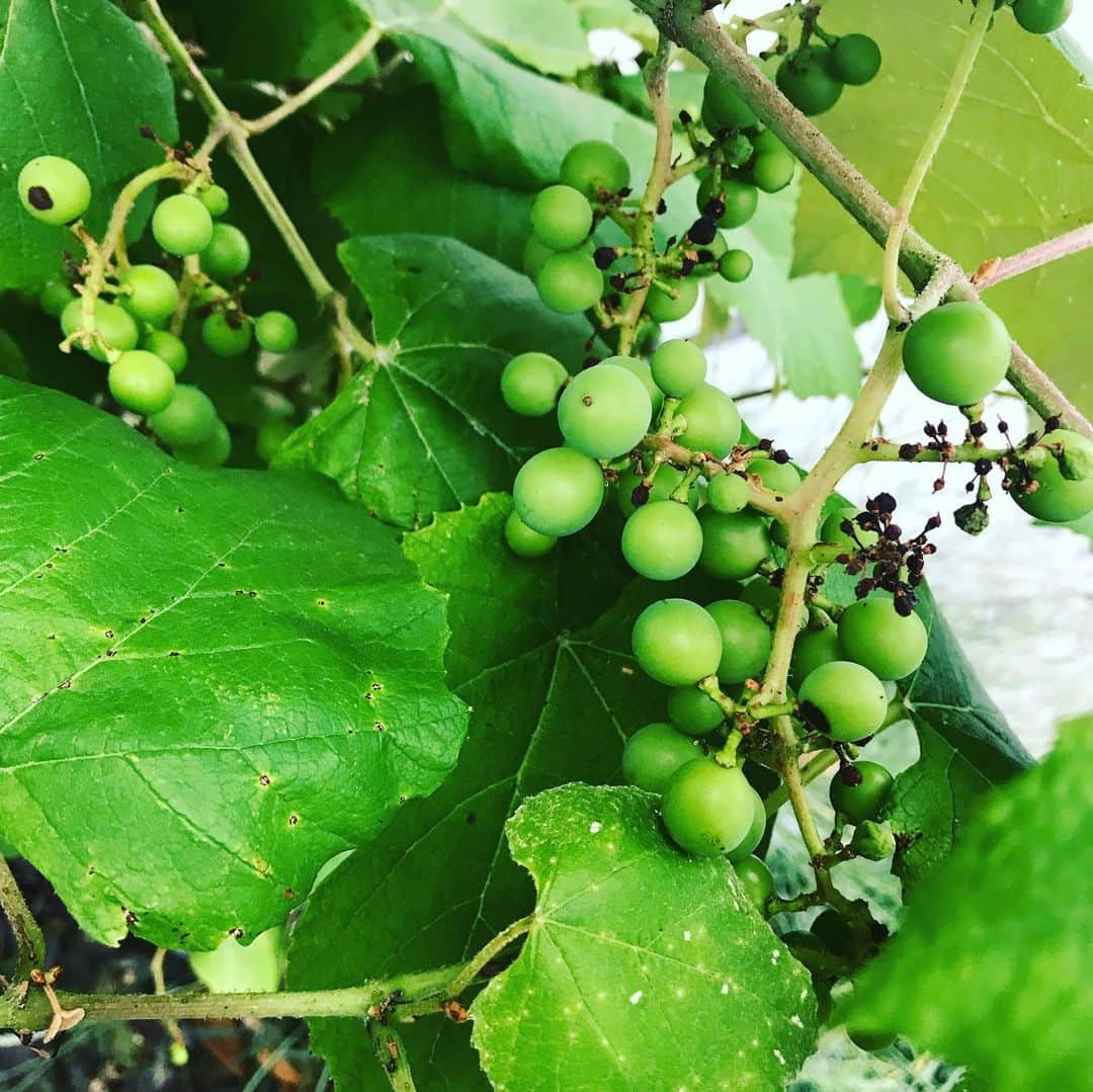 Ju-kenのインスタグラム：「自然受粉なので、結実はまばらですが、味はGoodなブドウ。この夏が楽しみ。  タワワな時期に撮ればよかった、、、ほとんど食べてしまいました、ブルーベリー。  グミは渋いのが、身体に良さそうと勝手に解釈、漢方として食べてます。  フェイジョアアポロは、昨年3つしか結実しなかったのですが、今年は豊作な期待値大！！ イチヂクは本当に生命力スゴイ！今年もたくさんお世話になれそう。  ラベンダー、グロッソは今最盛期です、良い香りが蔓延しております(^^) 今年最後のイチゴかなぁ、、、来年はいい苗を手に入れたい。  ブラックベリーは今年凄そう、、あまり使い勝手は良くないですけど、これも身体の為に。  #いつかは果樹園とハーブガーデンを併設したい #葡萄 #ブルーベリー #グミ #フェイジョアアポロ #イチヂク #ラベンダー #イチゴ #ブラックベリー #ザクロの幹が全く太くならない #ザクロの花が全く咲かない #キウイもしかして両方オス？？」
