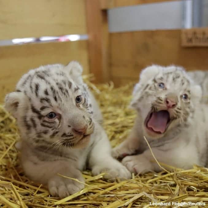 ABC Newsさんのインスタグラム写真 - (ABC NewsInstagram)「A little of white Bengal Tiger cubs hang out with their mom at a zoo in Austria. #tiger #cubs #babyanimals #cuteanimals #zoo」6月7日 6時35分 - abcnews