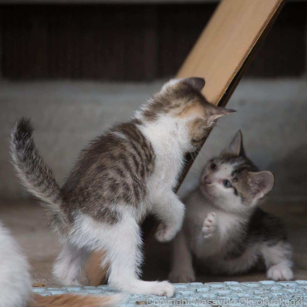 Masayukiさんのインスタグラム写真 - (MasayukiInstagram)「見つけた。  おはようございます。 Good morning from Tokyo Japan ☁️ #cat #ねこ」6月7日 6時55分 - okirakuoki