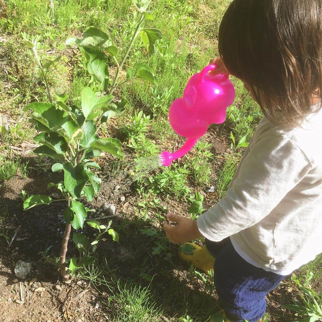 島崎直也のインスタグラム：「毎日、水をあげている息子。 大きくなるかな？  #2歳 #kids #りんごの木🍎 #ピンク色 の #像 さん #ジョウロ」