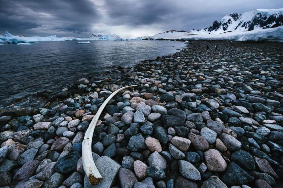 National Geographic Travelさんのインスタグラム写真 - (National Geographic TravelInstagram)「Photo by @max.lowe I On a rocky beach on the shores of the Antarctic continent, a whales rib bone sits washed up below the high tide line, a reminiscent marker of a time when whalers slaughtered these great marine mammals that called its waters home in the thousands. Now these bones remain, a reminder of how far we've come in our interactions with the natural world around us, and what still remains at stake if we are to slip in our dedication to the protection and preservation of it. To see more from his time in Antarctica follow @max.lowe」6月7日 7時12分 - natgeotravel