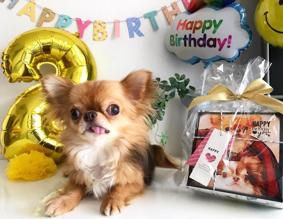 kayoのインスタグラム：「* * らいちんとくりおに サプライズでプレゼントが届いたよ😆🎁✨✨ * * ありがとう〜😍❤️❤️ * * kulio❤️🎁 * * #サプライズ #プレゼント #ありがとう * #chihuahua#chihuahualove#dogstgram#dog#instadog#チワワ#チワワ大好き * *」