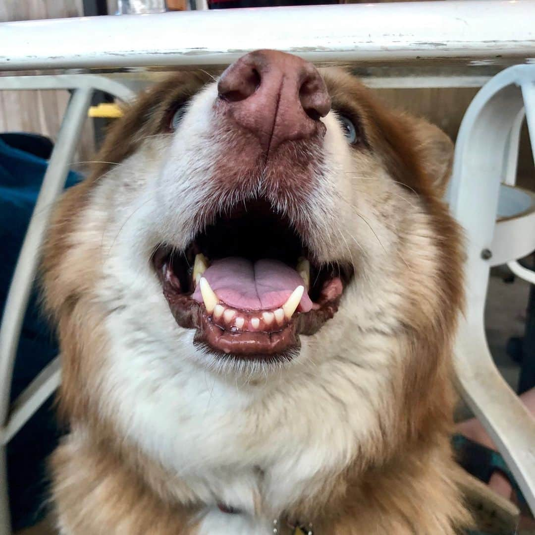 裕木奈江さんのインスタグラム写真 - (裕木奈江Instagram)「🥰 . #dog #siberianhusky #puppy #smileydog」6月7日 8時22分 - nae_yuuki