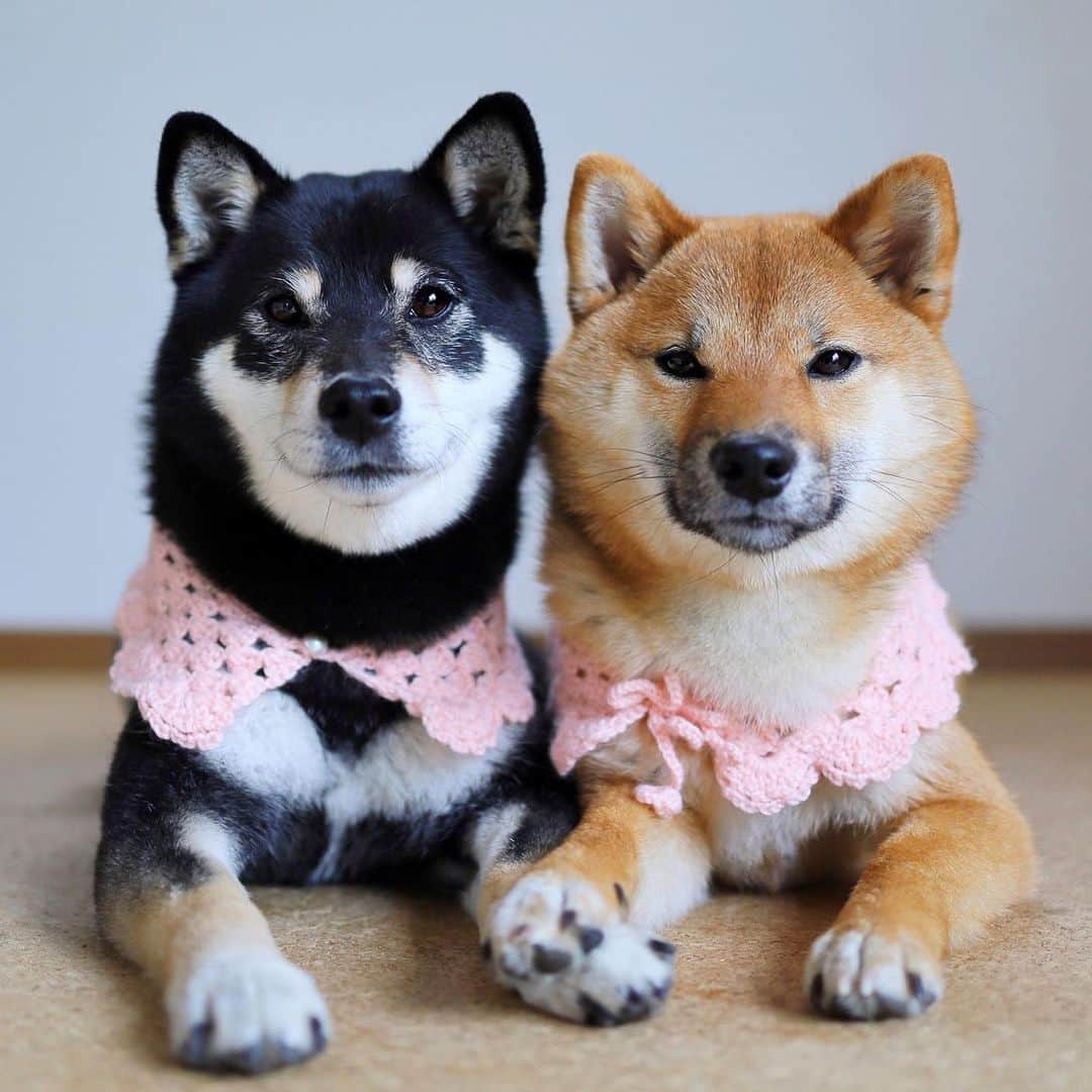 黒柴みくのインスタグラム