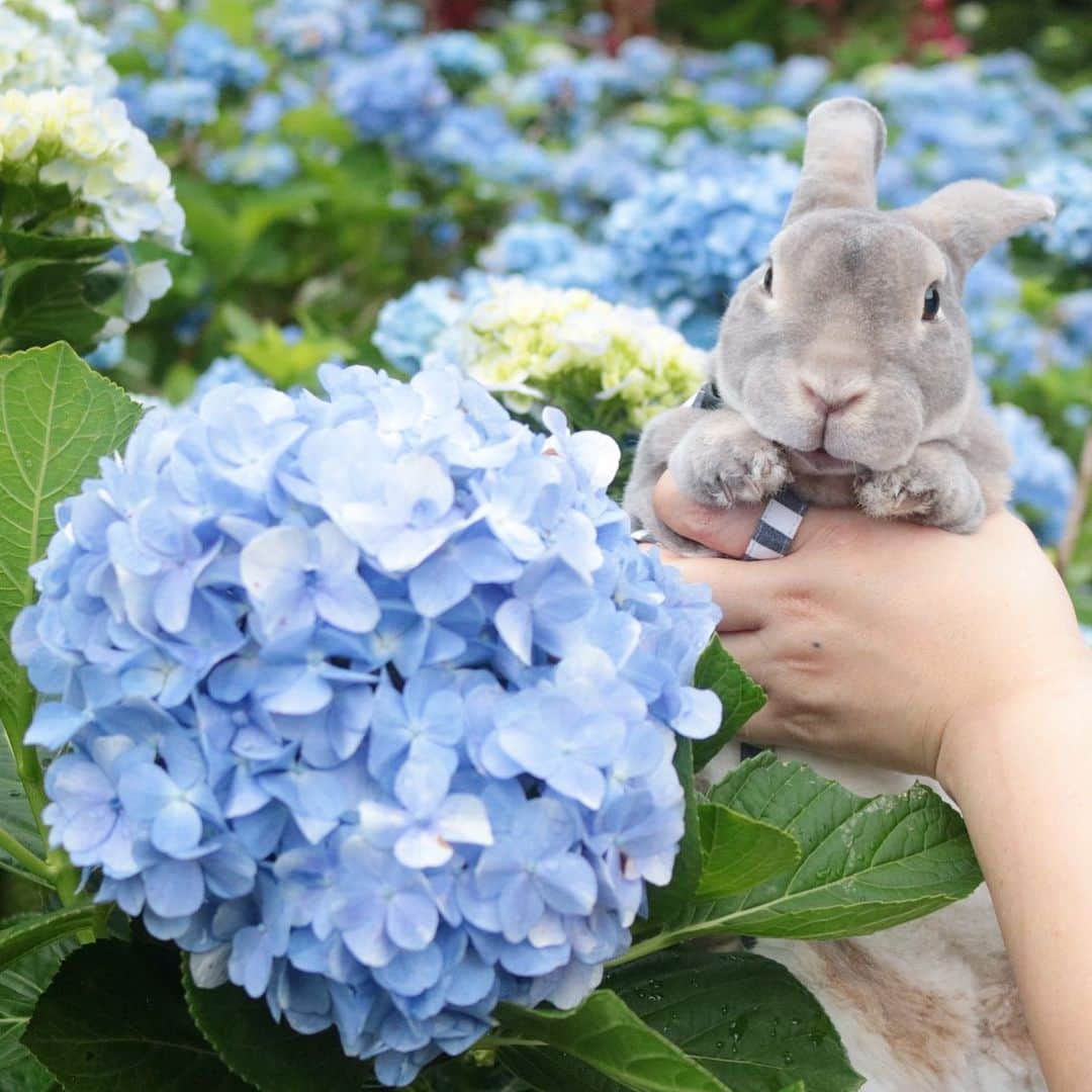 Kayoのインスタグラム：「💠今年もきれいな紫陽花と♡💠」