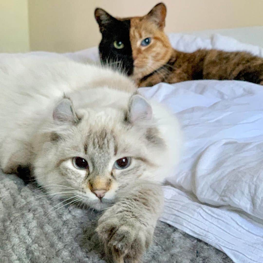 Venus Cat さんのインスタグラム写真 - (Venus Cat Instagram)「My adopted brother @totally_tater is so cute I don’t even mind that I’m blurred in the background!  Follow him to see more paws & floof than you can handle and check out our family account @venusandfamily where you can find me, Tater Tot, Roo, Halo, & Ginger all in one account! ❤️」6月7日 8時32分 - venustwofacecat