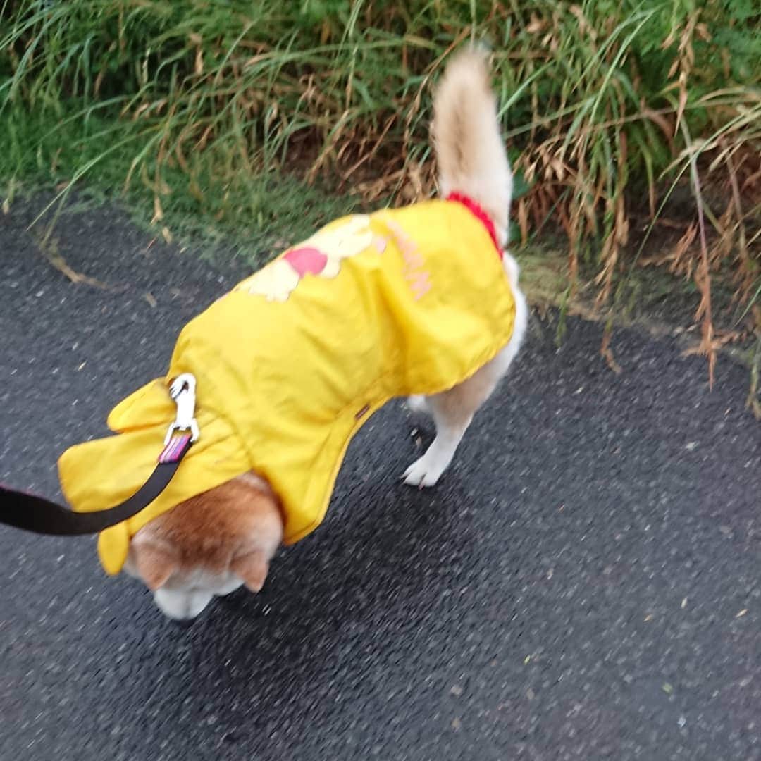 柴子さんのインスタグラム写真 - (柴子Instagram)「雨が小降りの内にお散歩テクテク。 急いでお仕事終わって帰ったらまた降り出した(´・ω・｀) #柴犬　#shibainu #shibastagram」6月7日 9時01分 - senogawadogs