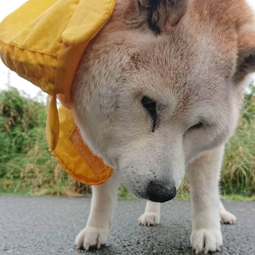 柴子さんのインスタグラム写真 - (柴子Instagram)「雨が小降りの内にお散歩テクテク。 急いでお仕事終わって帰ったらまた降り出した(´・ω・｀) #柴犬　#shibainu #shibastagram」6月7日 9時01分 - senogawadogs