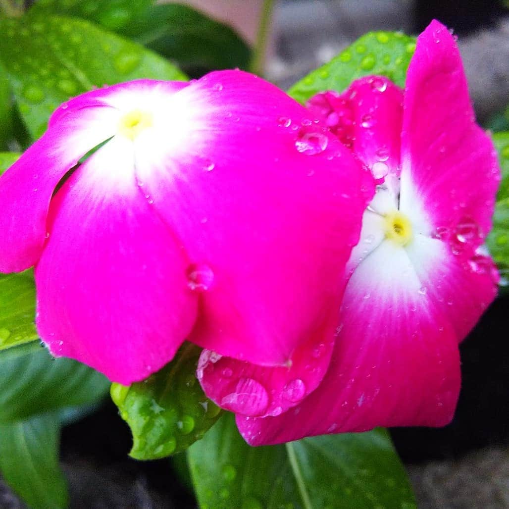 みながわゆみさんのインスタグラム写真 - (みながわゆみInstagram)「#おつかれさま #雨降り #あめ #にちにちそう #日日草 #ニチニチソウ #マーガレット #まーがれっと #ピンク #紫色 #白色 #きれい #かわいい #癒される #はな #花 #flower #はなまっぷ #花まっぷ #花の写真 #花撮り #花写真 #花好きな人 #花好きな人と繋がりたい #写真好き #写真好きな人と繋がりたい #プランター #手作りプランター」6月7日 18時36分 - nama.09.19