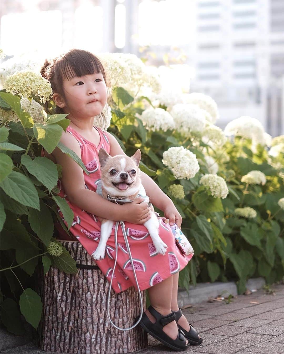 maika_kikitoyjijiさんのインスタグラム写真 - (maika_kikitoyjijiInstagram)「. Konatsu&Toy . 最近、変顔ばかりのこなっちゃん…笑‼︎ 撮影には非協力的です😂💦 . 昨日は暑かったね〜🌞 みんな良い子ちゃんでした♡ . . #犬と子供 #子供と犬 #instakids #chihuahua #dog #チワワ #犬 #치와와 #weeklyfluff #ふわもこ部 #IGersJP #dogstagram #chihuahuaoftheday #fujifilm #fujifilm_xseries #今日もX日和  #犬バカ部 #whim_fluffy #dog_features #dogsofinstagram #いぬすたぐらむ #犬と赤ちゃん #赤ちゃんと犬 #子育て #双子 #ママスタグラム #twins #お台場 #紫陽花 #あじさい #」6月7日 18時58分 - maika_kikitoyjiji