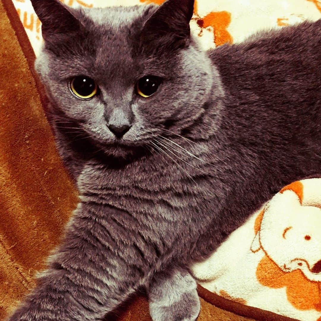 チキン南蛮カレーのルウ王子のグルメインスタ