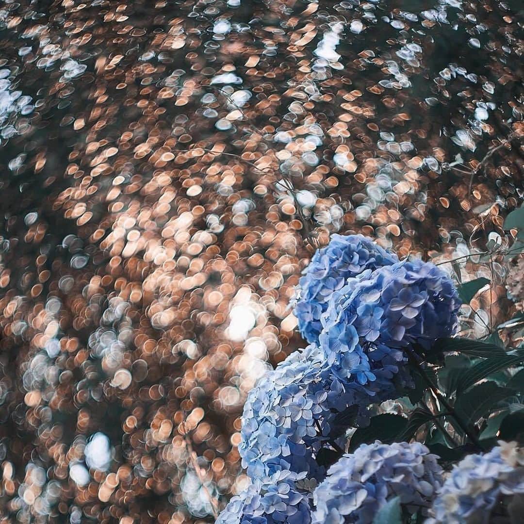 花の写真館のインスタグラム：「Photo by @j_ledzep.⠀ https://instagram.com/j_ledzep/⠀ .⠀ Original Post[投稿頂いたURL]⠀ https://www.instagram.com/p/BjFCOmKgb6-/⠀ .⠀ 本アカウントは、 #私の花の写真 をつけてInstagramに投稿された皆さまの花の写真や、「花の写真館」Facebookページで投稿された花の写真を紹介します。⠀ 「花の写真館」Facebookページは、「 @floral.photograph 」のプロフィールにあるURLからご覧ください。⠀ .⠀ #花の写真館 #floralphotograph #floralphoto #flower #flowers #富士フイルム #FUJIFILM⠀ Follow: @floral.photograph」