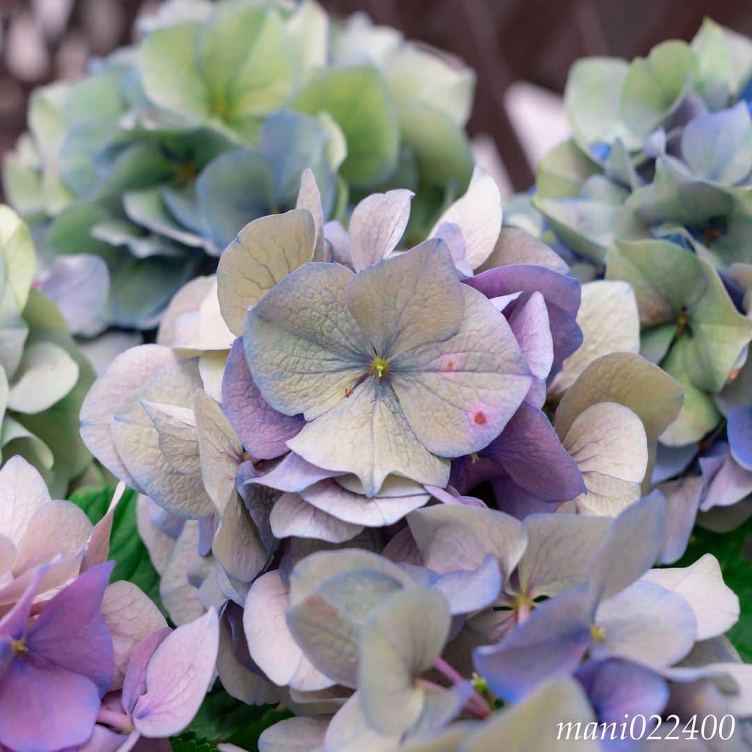 mani022400のグルメインスタ