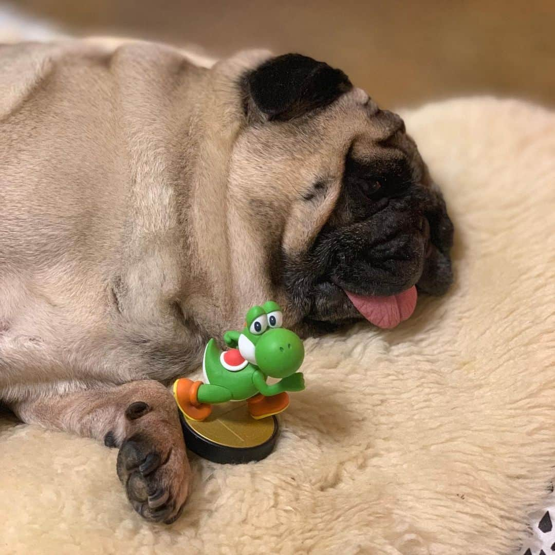 gontaさんのインスタグラム写真 - (gontaInstagram)「Japan has become a rainy season☔️🌀#keelyafternoontea #Gonta2#speakpug #smilingpugs #pugjapan #pug #love #instpug #pugsofinstagram #zerozeropug #pugshit #worldofpug」6月7日 19時47分 - gehhah