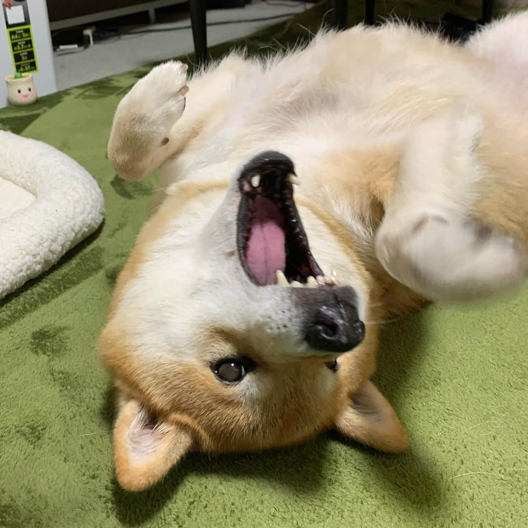 まる（まるたろう）さんのインスタグラム写真 - (まる（まるたろう）Instagram)「It's gonna rain all day today so I don't think I can take the daddy for a walk✨🐶☔️🙄✨今日は雨だからパパをお散歩に連れていけないな〜🤔 #大丈夫かな #パトロールとかあるだろうし #おトイレとか🙄」6月7日 19時41分 - marutaro