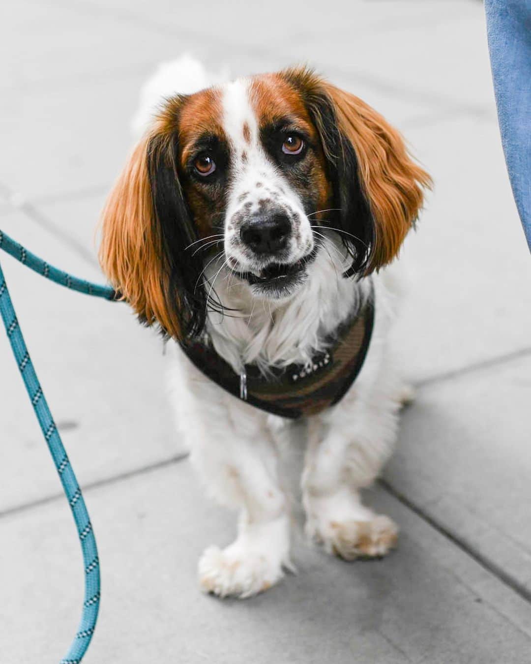The Dogistさんのインスタグラム写真 - (The DogistInstagram)「Albie, Basset Hound/Spaniel mix (2 y/o), Spring & Broadway, New York, NY • “His favorite hiding spot is under the bed. He needs his alone time.”」6月7日 11時25分 - thedogist