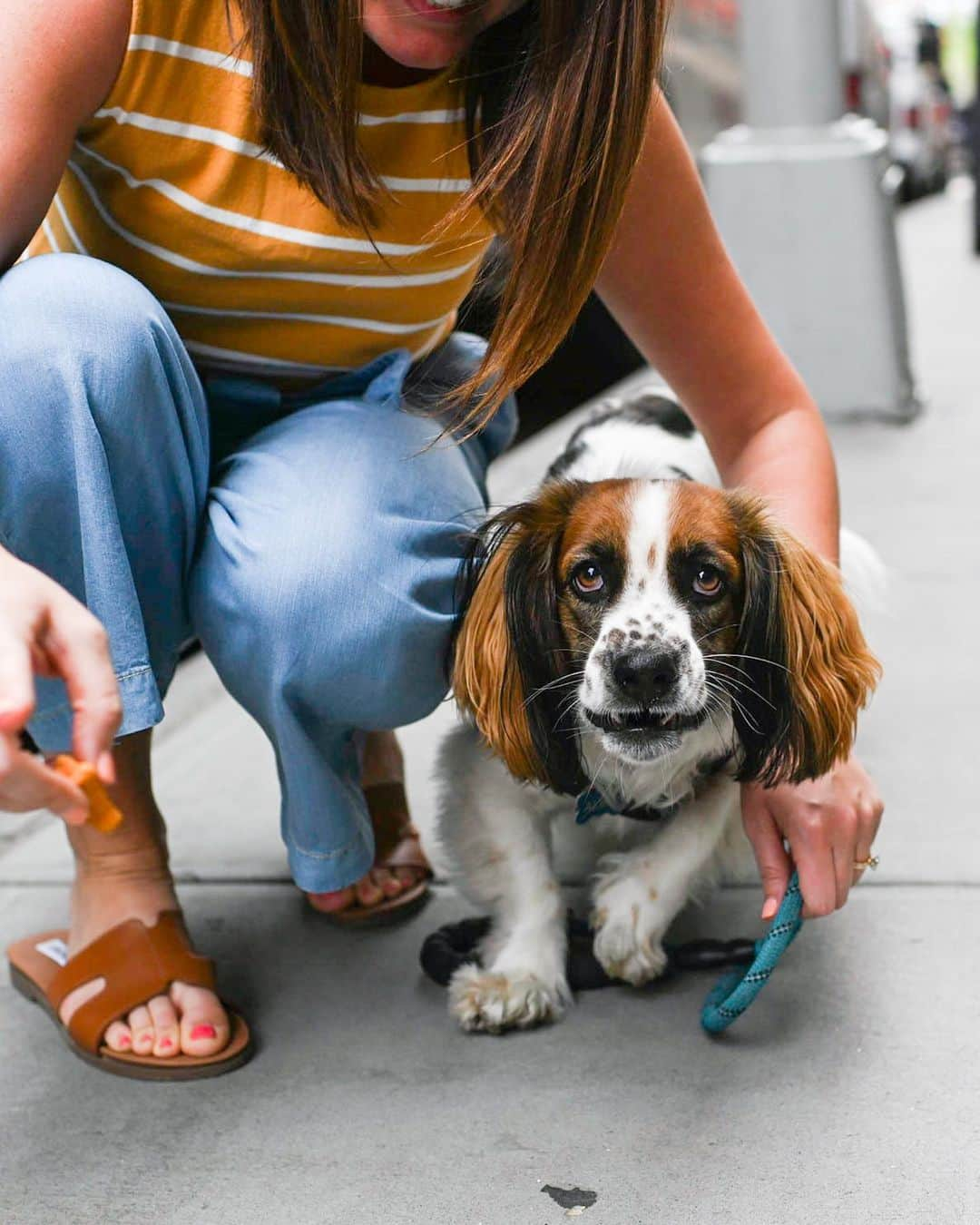 The Dogistさんのインスタグラム写真 - (The DogistInstagram)「Albie, Basset Hound/Spaniel mix (2 y/o), Spring & Broadway, New York, NY • “His favorite hiding spot is under the bed. He needs his alone time.”」6月7日 11時25分 - thedogist