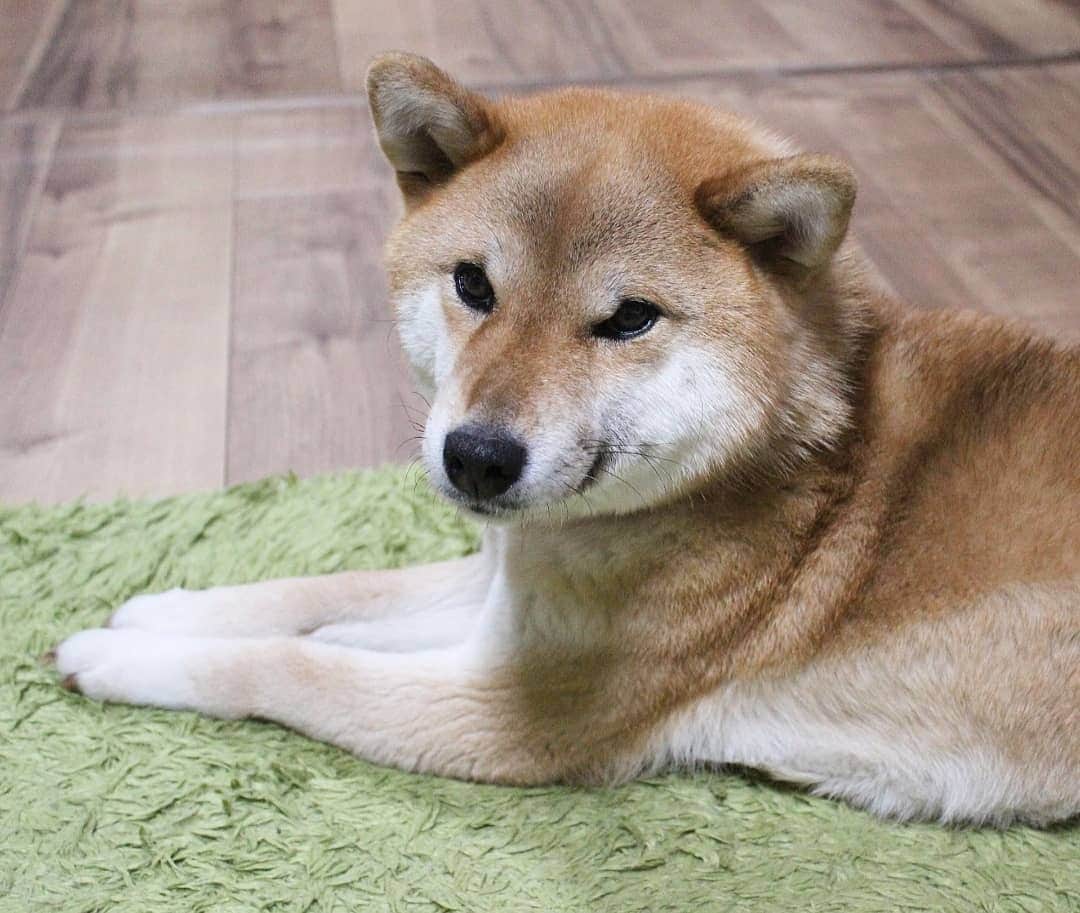 柴犬たま Shibainu Tamaのインスタグラム