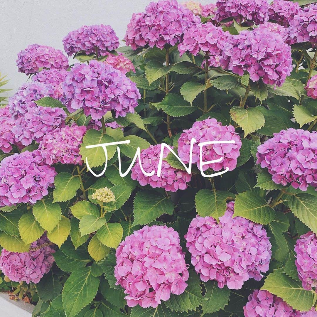 小祝麻里亜のインスタグラム：「ＨＹＤＲＡＮＧＥＡ🏵 ． ． 上半期も終わりかと思うと、あっという間ですね！ 道端を歩いてるといろんなアジサイに巡り合う。そして撮ってしまう😊😊 ＿＿＿＿＿＿＿ #紫陽花#日本#水無月#アジサイ#japan#june#hydrangea#i#일본#수국#유월」